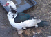 Muscovy drakes