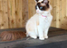 Stunning TICA ragdoll female 14 months