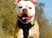 Frank needs rehoming ASAP