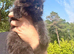 Beautiful TICA Active Registered Kittens