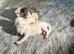 British Shorthair kittens BSH