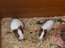 Baby guinea pigs