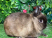 Pure breed Netherlands dwarf buck