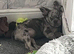 Fluffy merle French bulldog