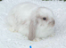 Pure bred mini lops