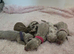 Stunning KC Reg Miniature Dachshund Puppies