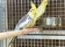 Cocktails parrot