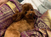 Deep red female Asian toy poodle