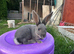 Rex Standard Rabbits, Bunnies, Kits