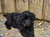 Cockapoo male puppy