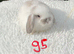 Pure bred mini lops