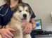 Pedigree pure Malamute Puppies