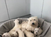West highland terrier puppy&rsquo;s 1 girl left