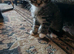 Maine coon cross kittens ready now