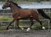 To make 15.2h 2yrs Welsh d gelding.