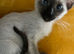 Female Siamese kitten