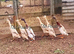 Blue Apricot Indian Runner Duck Hatching Eggs