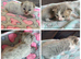 2 kittens available
