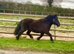 A Stunning Standard Shetland