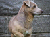 One of the best lilac stud dogs in the Uk