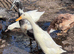 Indian Runner Ducks