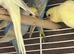 BEAUTIFUL BABY BUDGIES FOR SALE