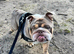 Pig - English Bulldog