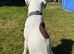 White boxer