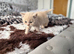 British shorthair Boy
