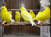 Canary males and females