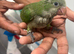 Monk Parakeet Baby for Sale