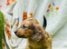 Long haired miniature dachshund