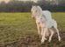 Beautiful Blagdon Filly