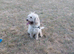 Hope lab/cockapoo 2 years old