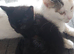 2 kittens girl