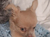 2 long coat chihuahua boys available