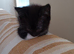 4 kittens looking for a Home