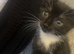 12 week kitten