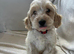 Cockapoo
