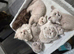 Scottish fold kittens