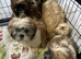 Shih Tzu 5 adorable puppies ready for new homes