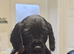 Cocker Spaniel stud