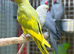 Ring neck parrot