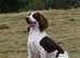 Kc Reg English Springer Spaniel for stud