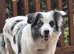 Merle Border Collie Female