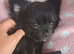 Last boy long coat black chihuahua pup