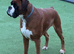 Kc Bobtail
