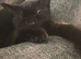 12 week old male kitten