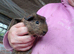 Guinea pigs for sale