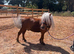 2 Shetland gelding looking for new home